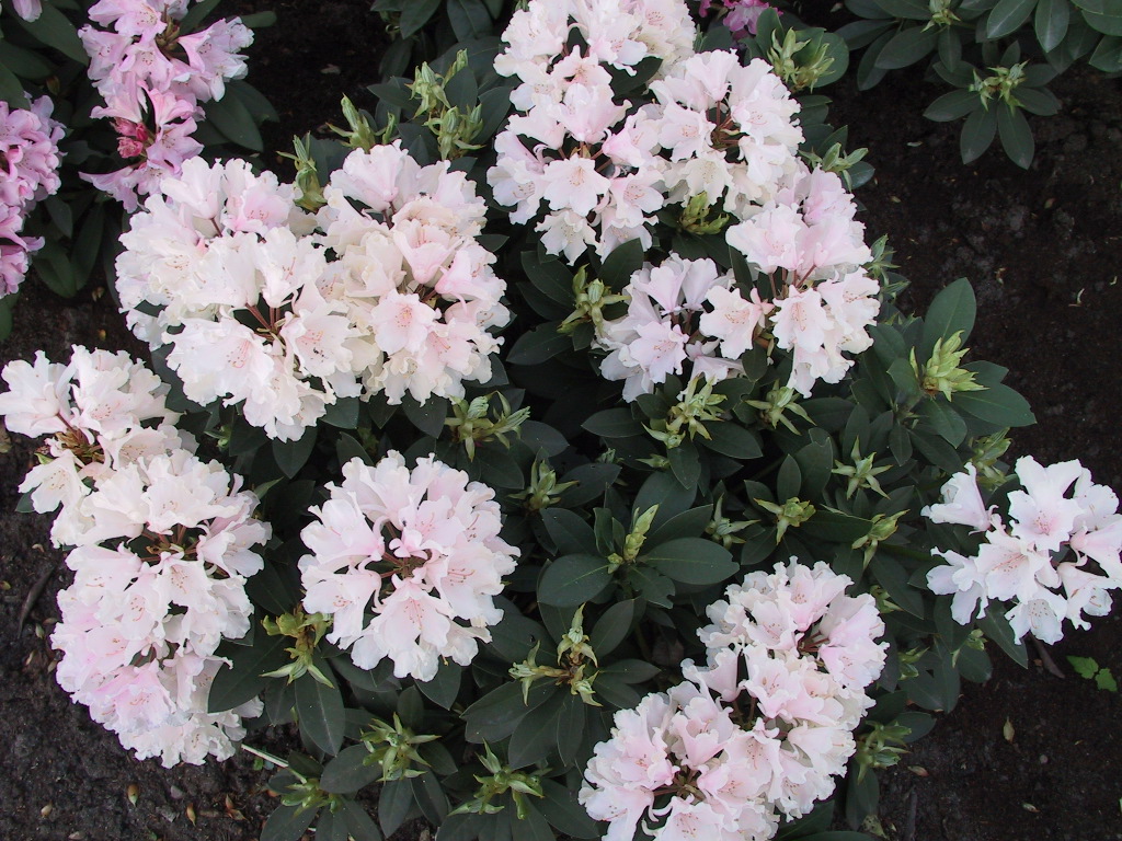 Rhododendron yakushimanum Sneezy.jpg